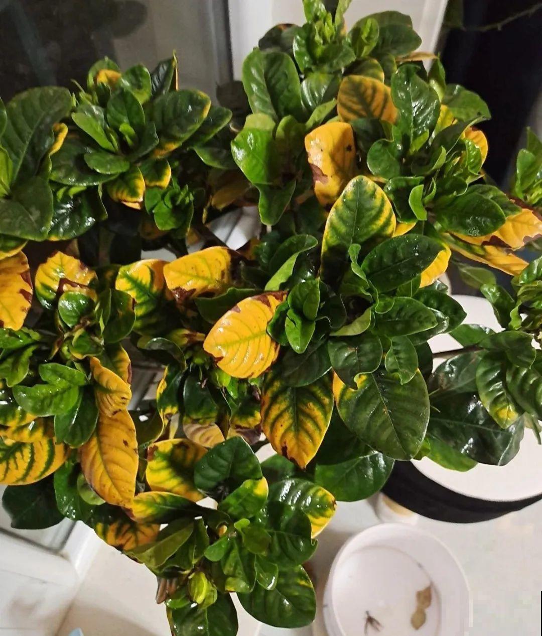 栀子花太难养？记住：少折腾，不黄叶，保证年年开花！