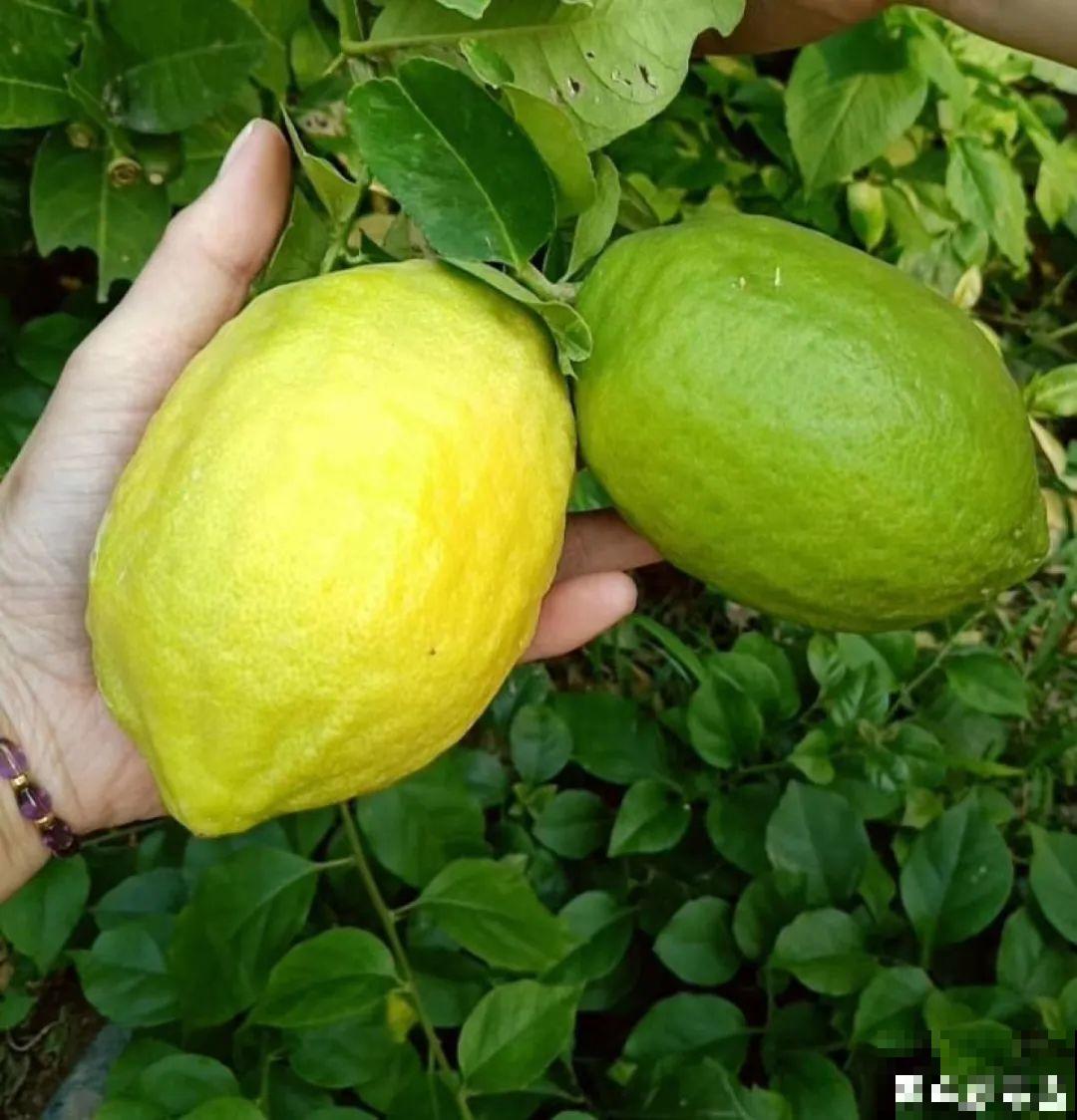 夏天养花,这个地方千万别摆,否则3天死翘翘! 夏天养花,这个地方千万别摆,否则3天死翘翘!