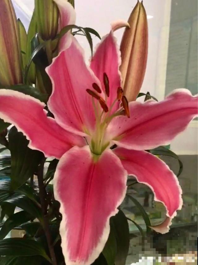 百合花品种那么多,这些中国原生百合,你见过几种? 百合花品种那么多,这些中国原生百合,你见过几种?