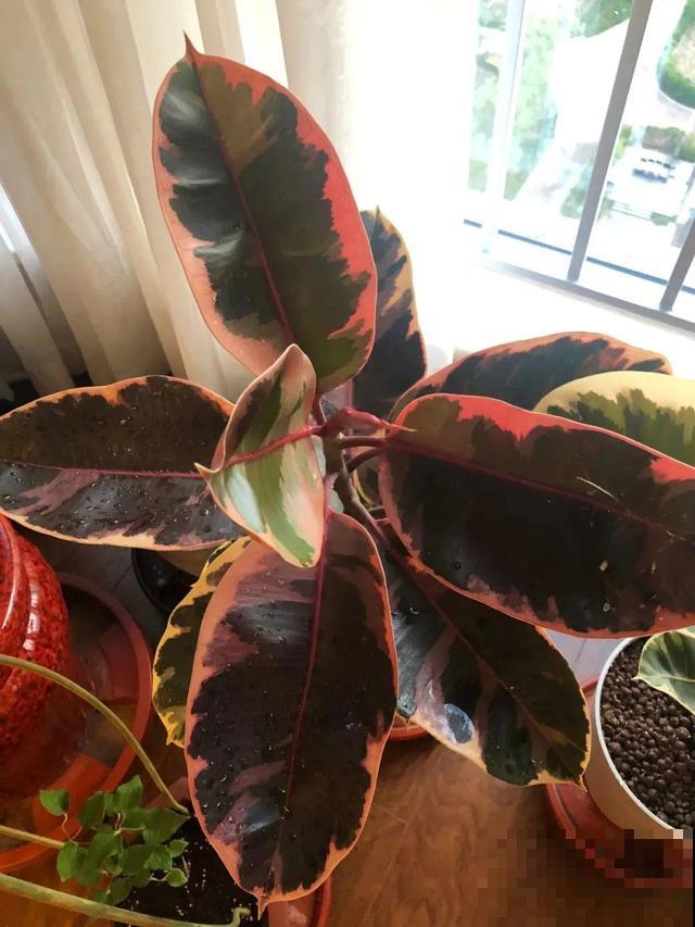 橡皮树叶子像艺术品，放阴凉地儿长得更旺，摆客厅能镇宅！