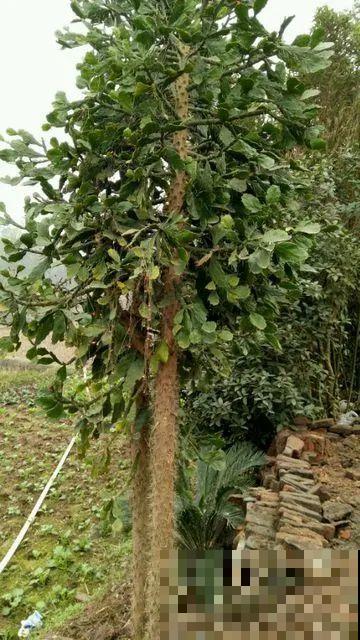 8种镇宅花,窗户边养一棵,霸气又镇宅 8种镇宅花,窗户边养一棵,霸气又镇宅
