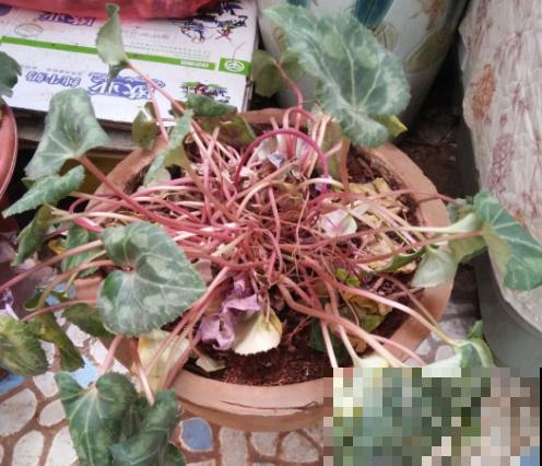 家里这种花，夏天死得最快，别再乱浇水了！