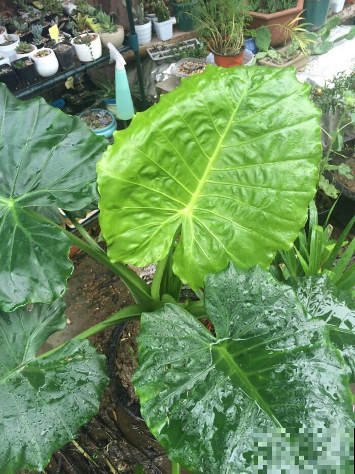 野外有哪些危险的植物？5种有毒植物，一定要避开！