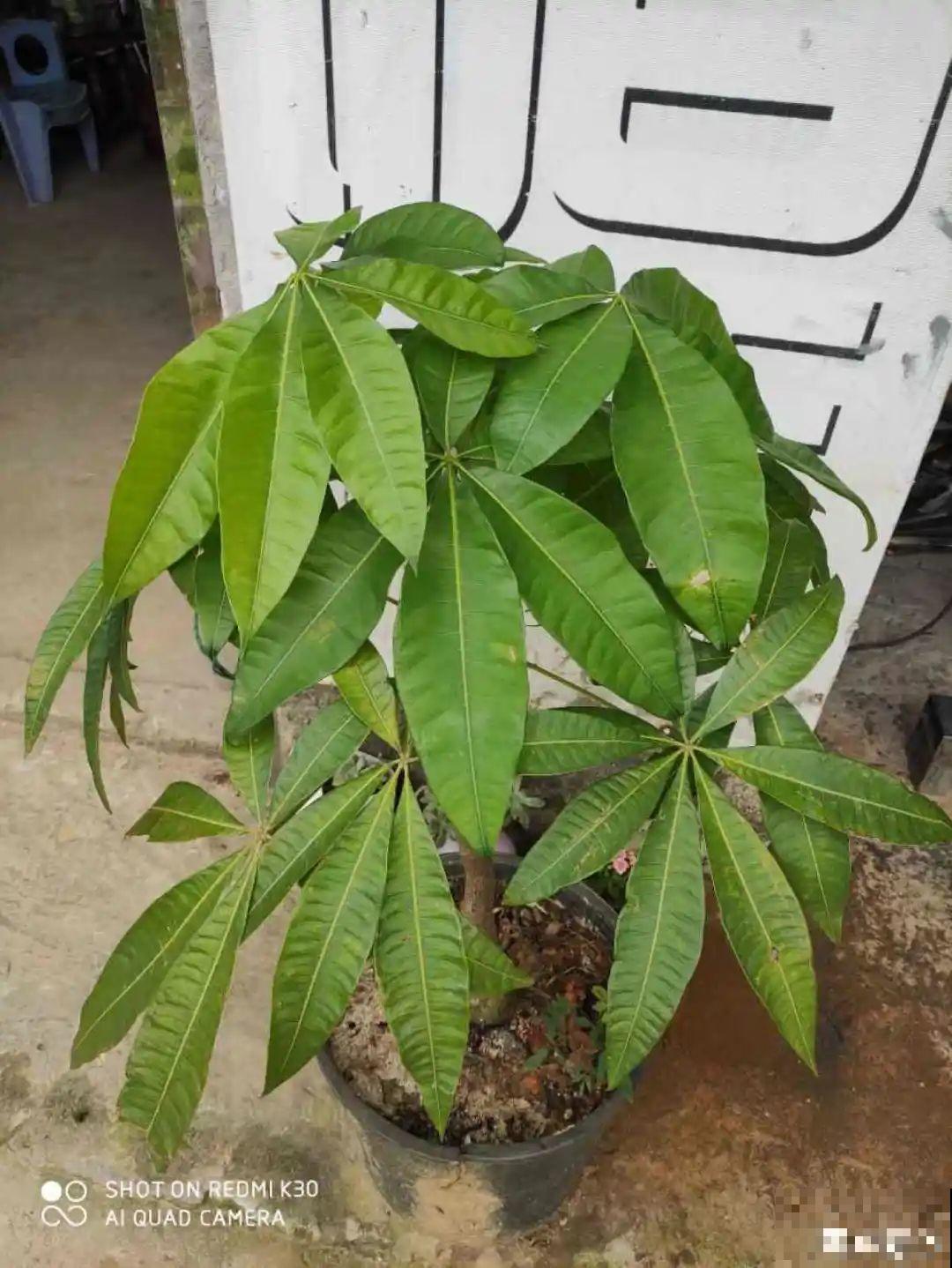 11种花夏天少浇水，否则3天就死了！