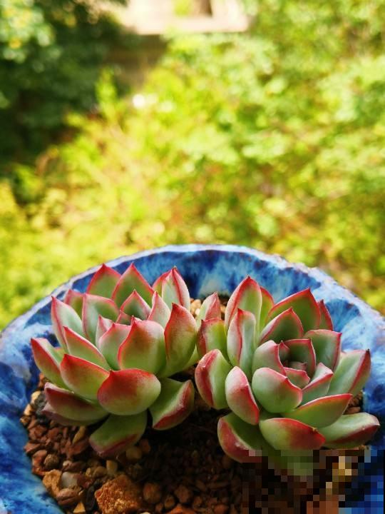 夏天多肉躺在花盆,需不需要担心?注意4点就可以 夏天多肉躺在花盆,需不需要担心?注意4点就可以