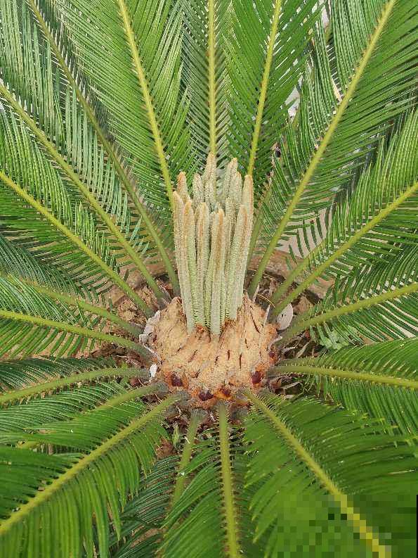 院子门口种金鸡菊，开出金黄色花海，花期还特长