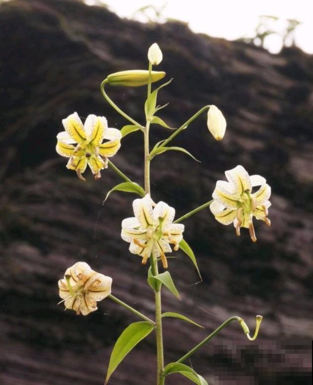 百合花品种那么多,这些中国原生百合,你见过几种? 百合花品种那么多,这些中国原生百合,你见过几种?