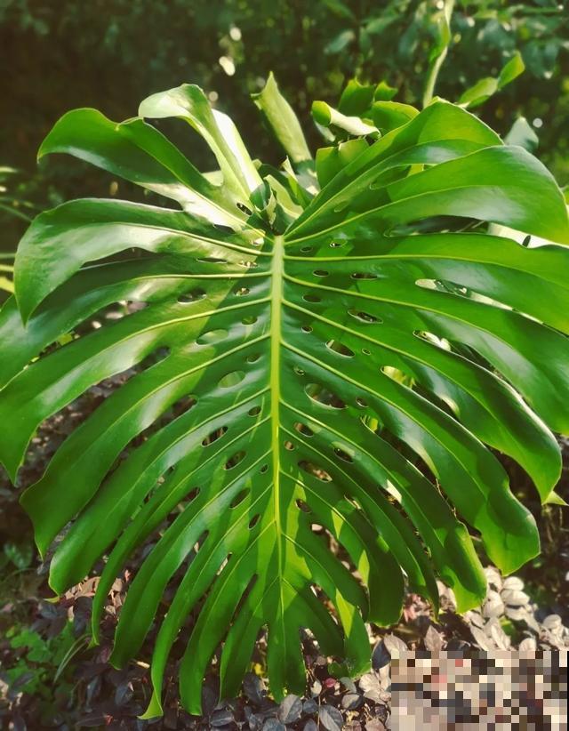 地栽的花就是强大，屋外疯长一院子，屋内孱弱不开花