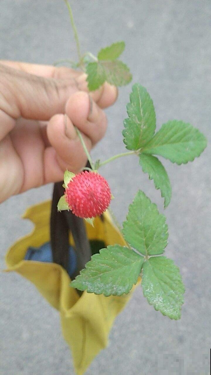 喜欢吃蛇莓的,这季节赶紧去野外摘,去晚就没了! 喜欢吃蛇莓的,这季节赶紧去野外摘,去晚就没了!