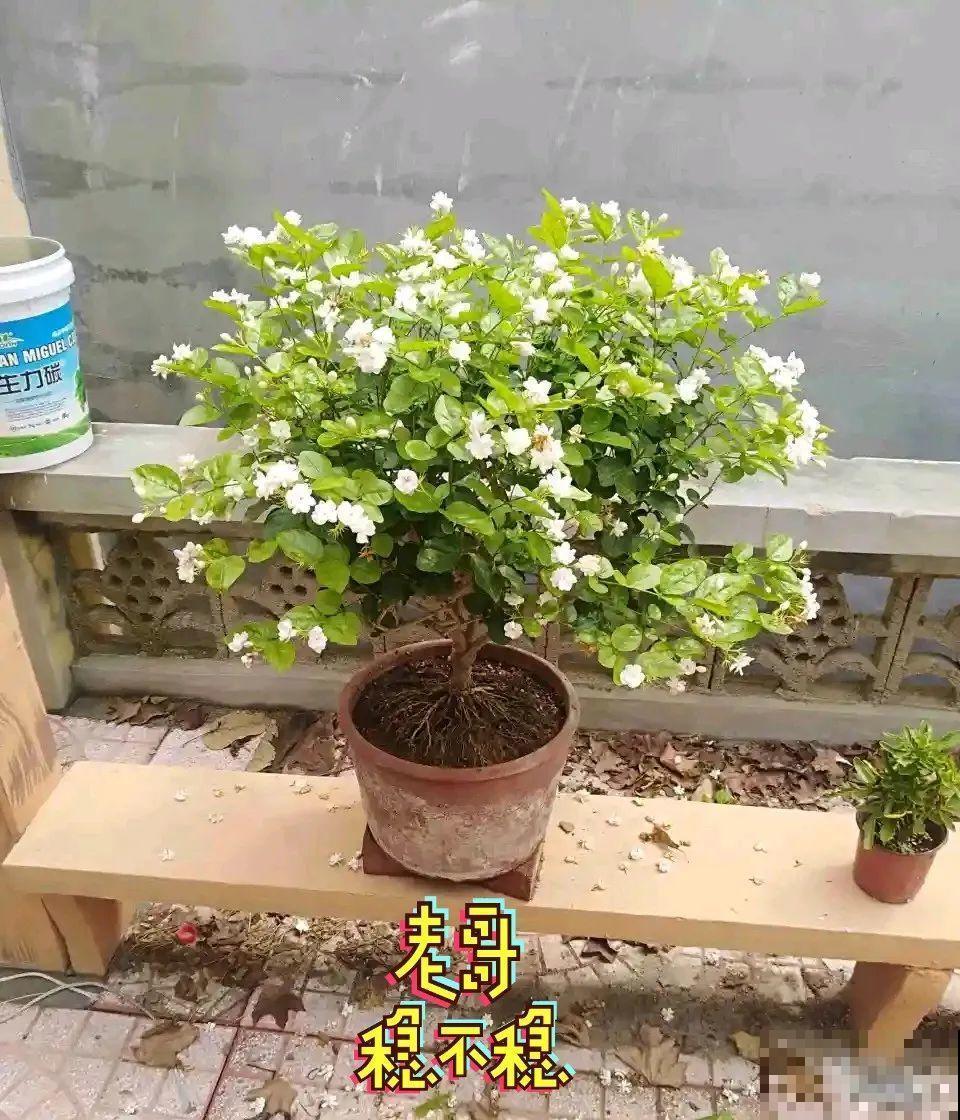 吊兰就用小盆养，根系拽一拽，立马变老桩！