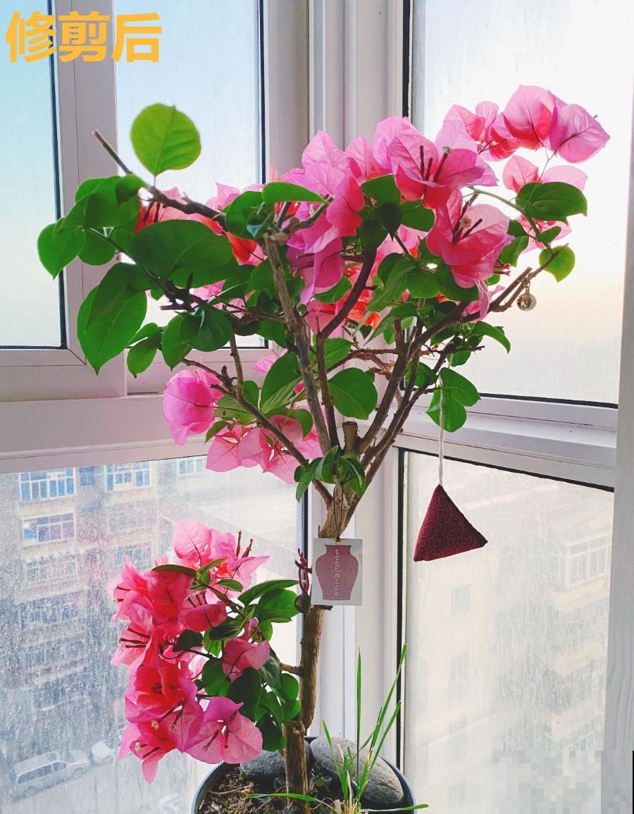 8种花，5月要赶紧修剪，剪完了还能窜新芽
