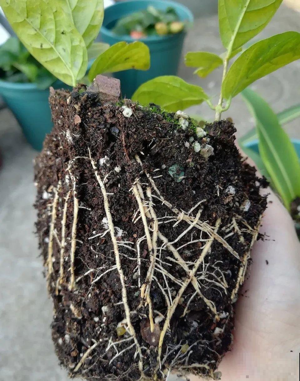 茉莉花后赶紧剪,剪完就开花,一直剪一直开! 茉莉花后赶紧剪,剪完就开花,一直剪一直开!