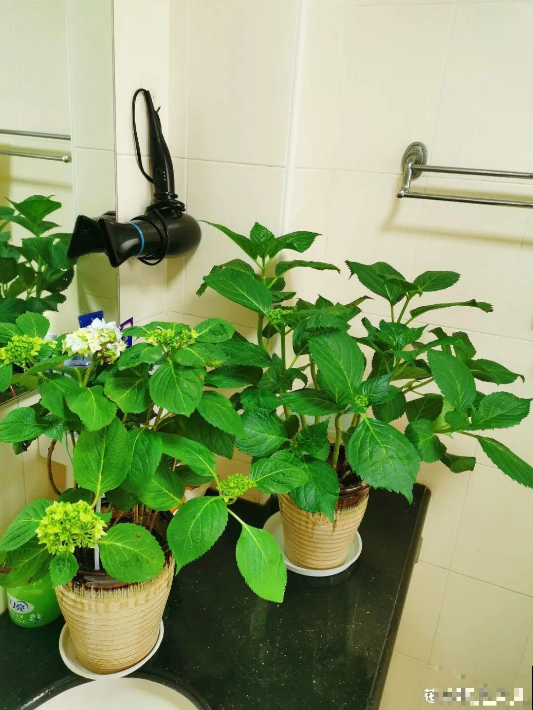 夏天养花,这个地方千万别摆,否则3天死翘翘! 夏天养花,这个地方千万别摆,否则3天死翘翘!