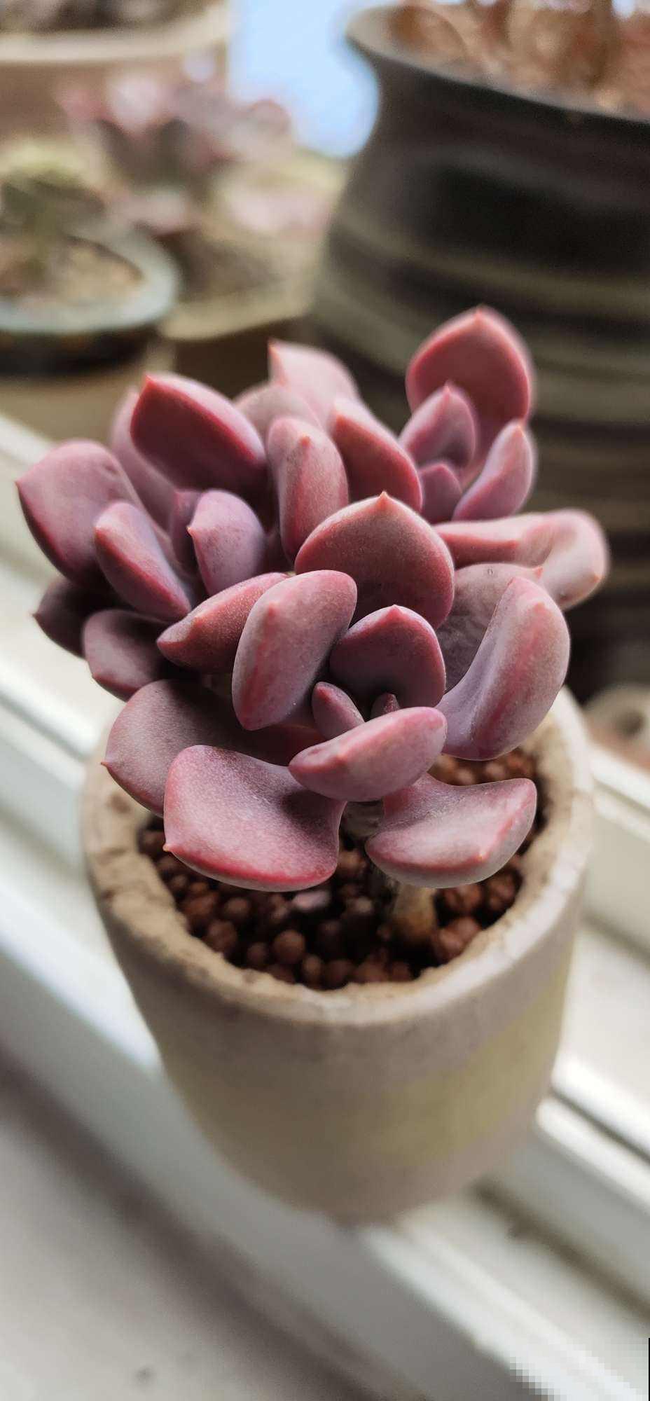 夏天的多肉也漂亮,主要得选对品种,这8种最合适 夏天的多肉也漂亮,主要得选对品种,这8种最合适