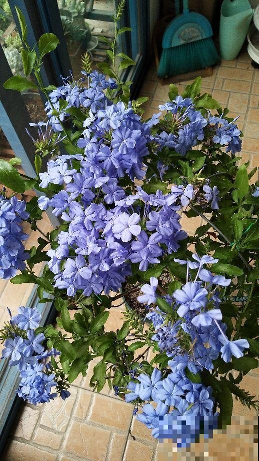 8种超级耐晒花，高温也不怕，40摄氏度照样开花