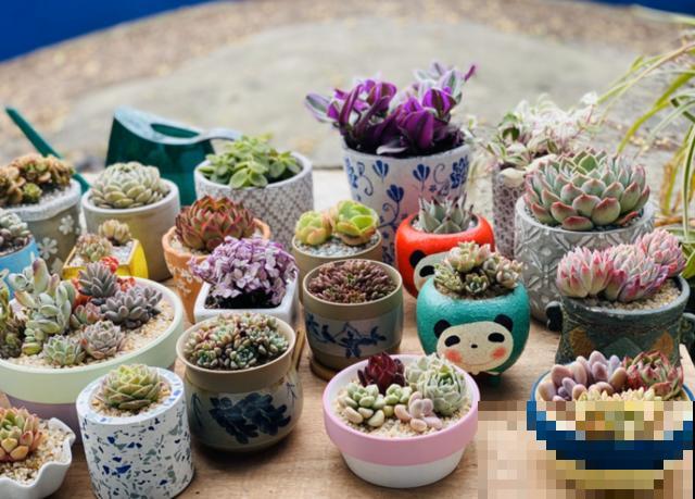 偷花贼太可恶，家门口的花，两个人都抬不动，结果连夜被端走！