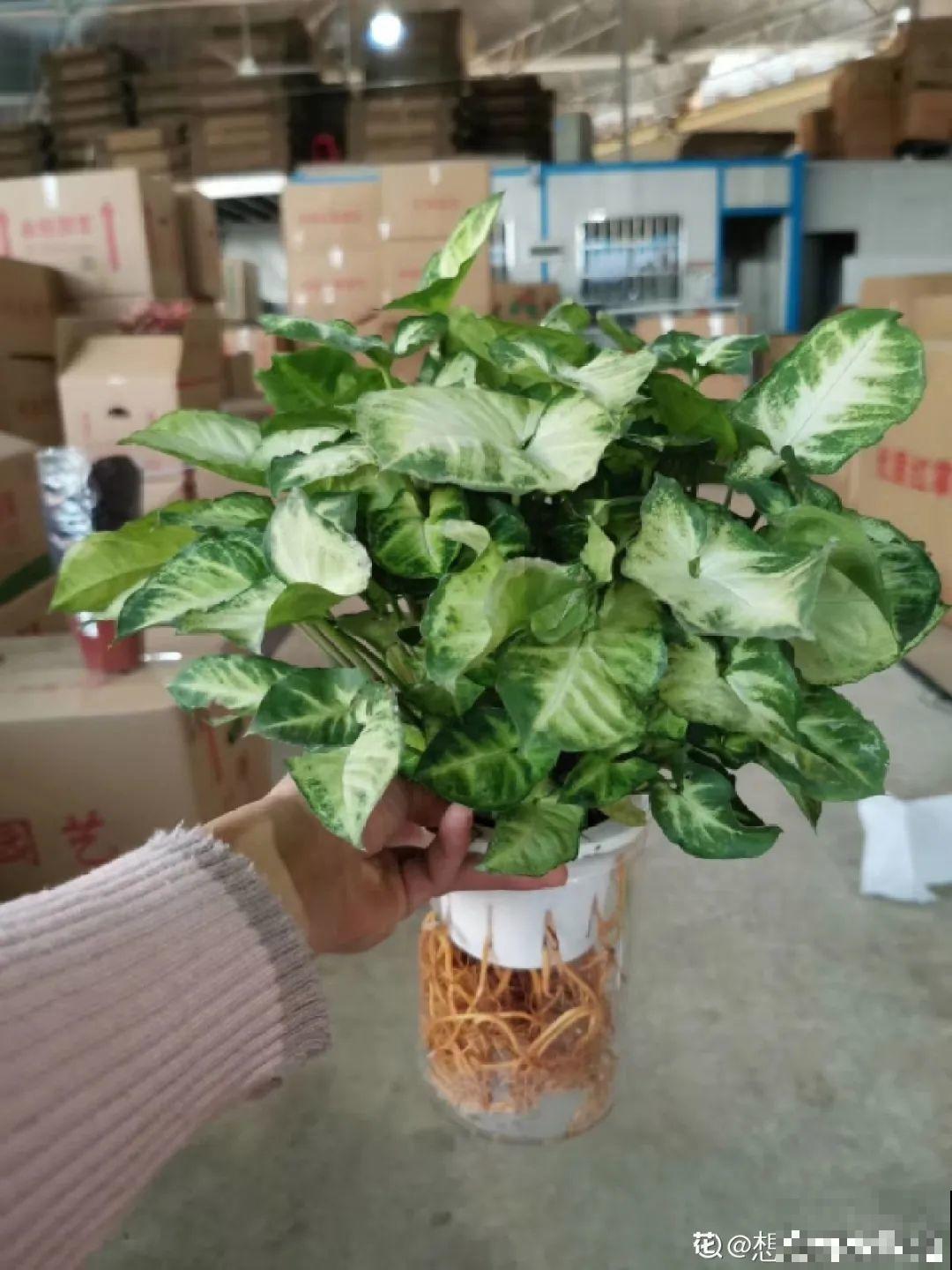 夏天水培植物,一杯水就够了,越养越爆盆 夏天水培植物,一杯水就够了,越养越爆盆