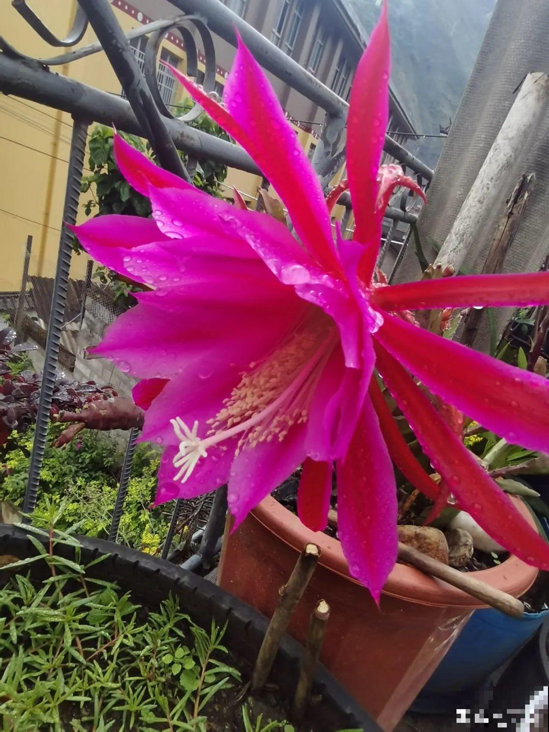 1种花，名叫假昙花，开花上百朵，美翻了