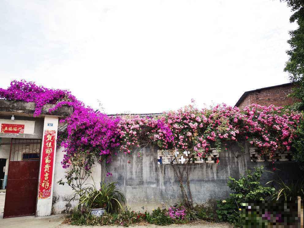 三角梅长势慢？都怪你不懂养护重点，学会立马开爆！