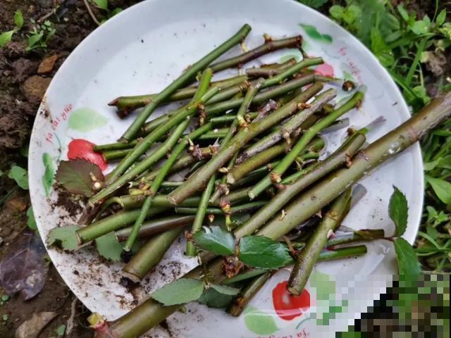 天热扦插3种花,成活率很高,2周就冒大白根! 天热扦插3种花,成活率很高,2周就冒大白根!