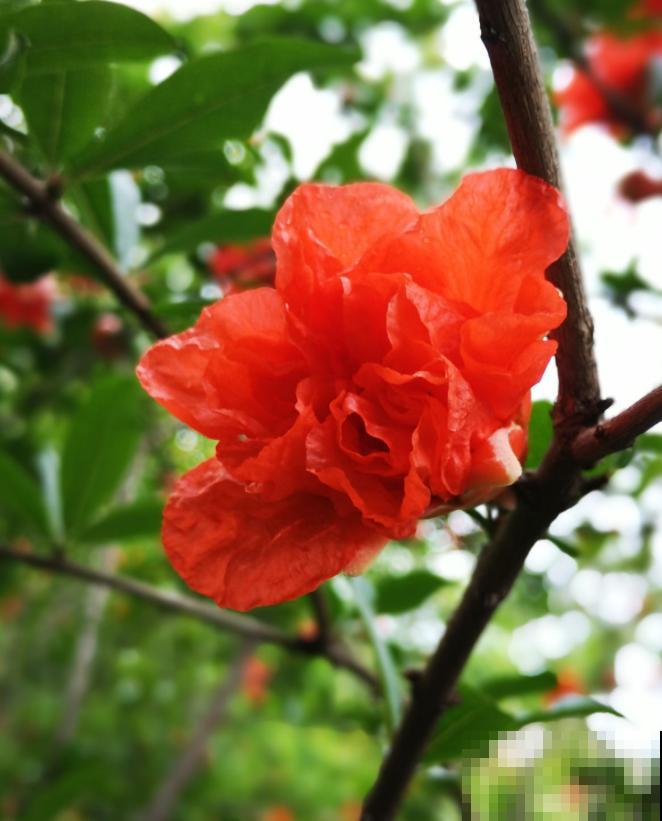家里种一棵石榴树,开花红红火火,寓意特别好! 家里种一棵石榴树,开花红红火火,寓意特别好!