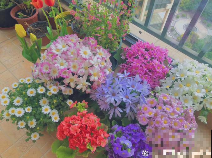 封闭阳台不通风，就养这些花，盆盆开爆像花园！