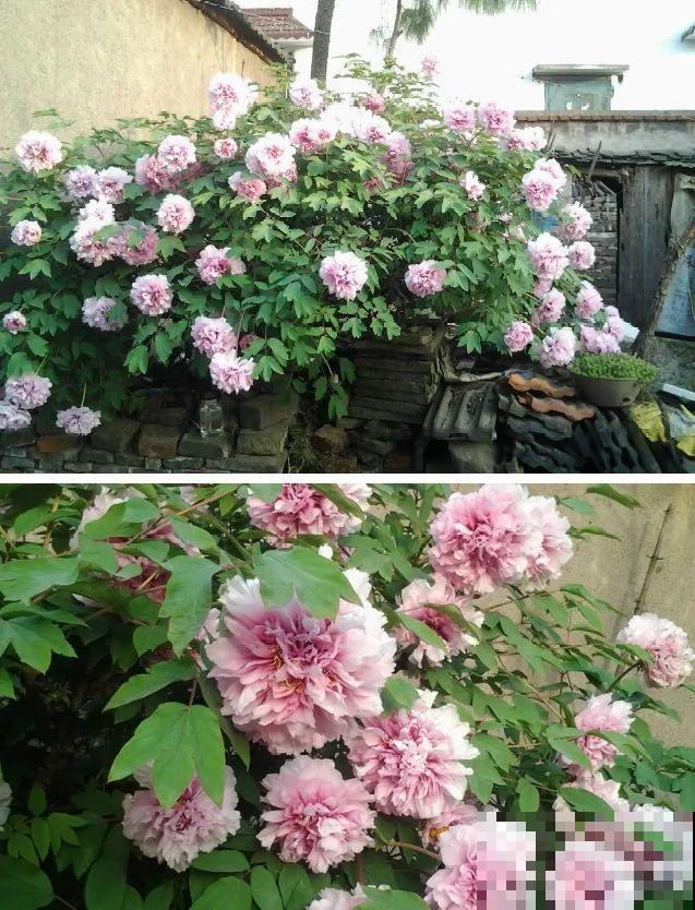 门口养棵大花树,风吹就开花,20年变成传家宝! 门口养棵大花树,风吹就开花,20年变成传家宝!