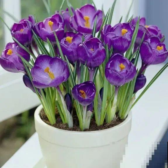 院子里超适合养番红花，开花鲜艳多彩，下雪也不耽误开花