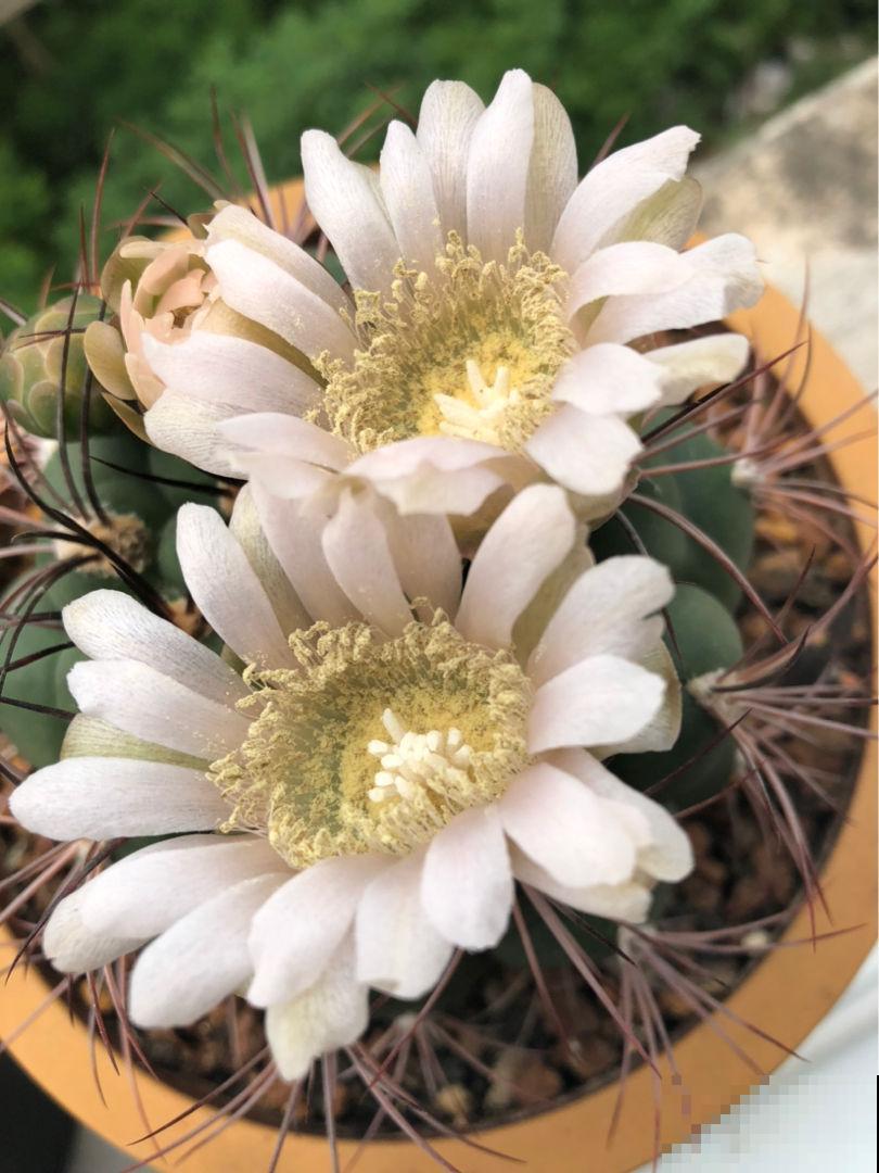 夏天养仙人球,记住两少一多,大花蹭蹭开 夏天养仙人球,记住两少一多,大花蹭蹭开