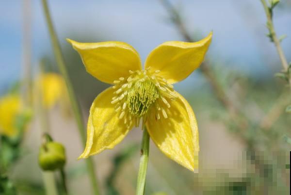 10种小众花，见过的人很少，开花比月季茉莉都美！