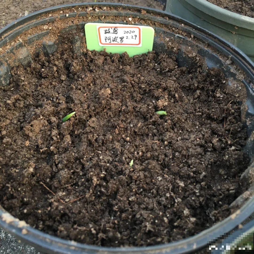 3块钱一颗的花，丢土里开花一大片，大冬天也能养！