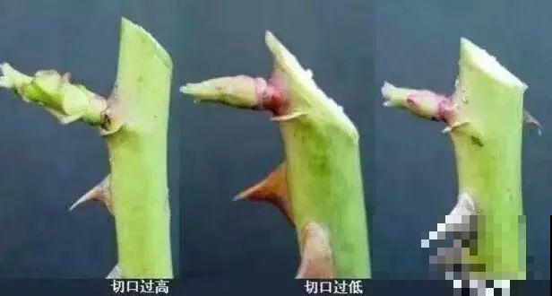 8种花，5月要赶紧修剪，剪完了还能窜新芽