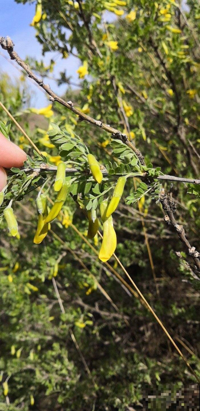 开花像群嫩黄小鸡,怪不得名叫锦鸡儿,可爱翻了! 开花像群嫩黄小鸡,怪不得名叫锦鸡儿,可爱翻了!
