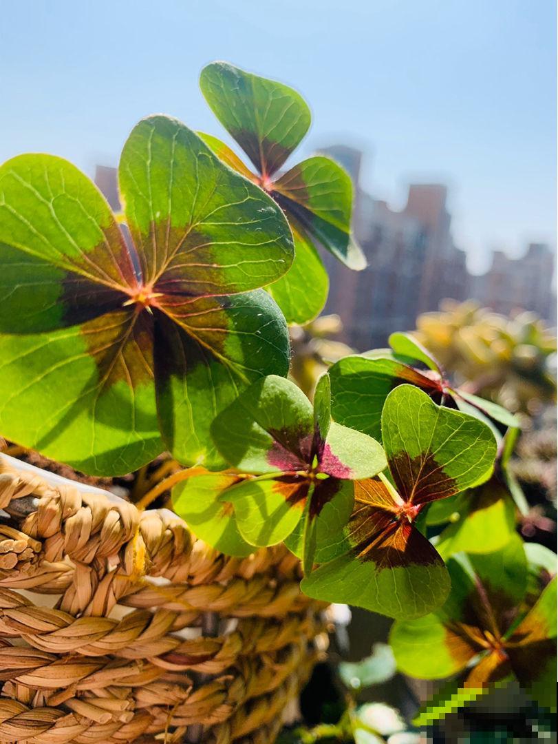 养花晒太阳很重要,关于晒太阳的误区,你中了哪几个? 养花晒太阳很重要,关于晒太阳的误区,你中了哪几个?