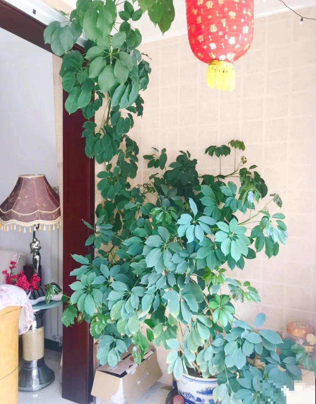 12种花,天越热越长得快,记得多浇水! 12种花,天越热越长得快,记得多浇水!
