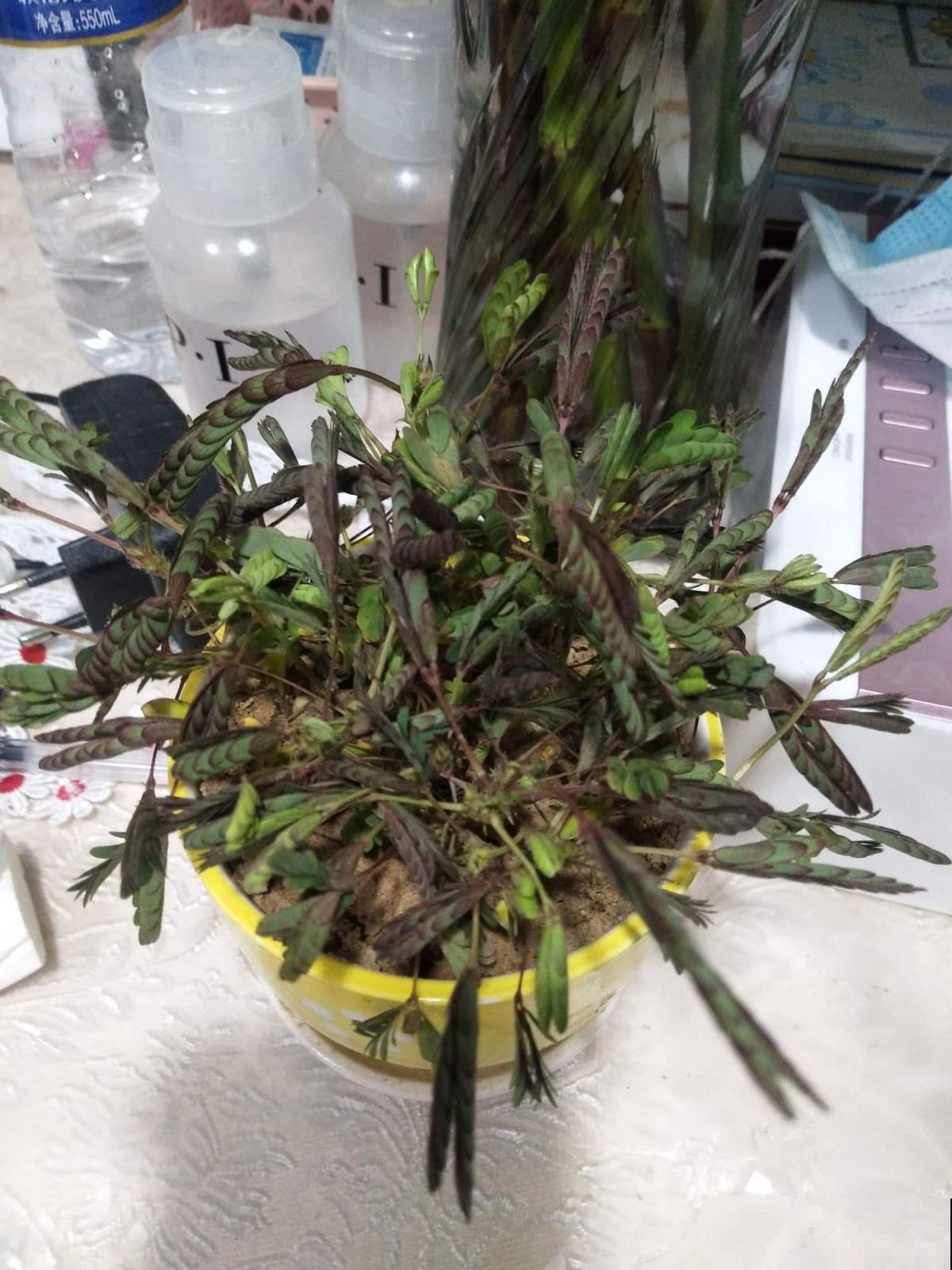 家里的含羞草真好玩，可是偶尔却没反应，原来如此！
