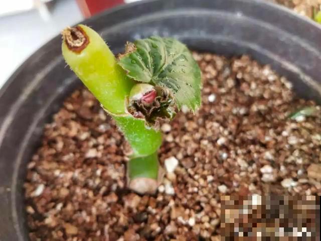 夏天潮湿闷热，一不小心花就烂根，看准时机砍掉，照样长出新叶子