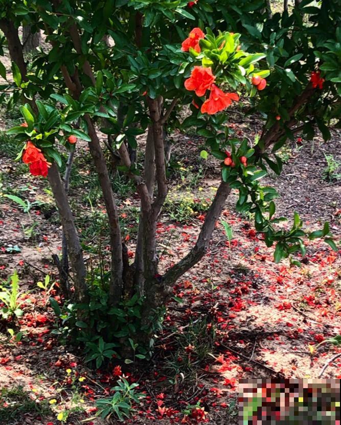 家里种一棵石榴树,开花红红火火,寓意特别好! 家里种一棵石榴树,开花红红火火,寓意特别好!