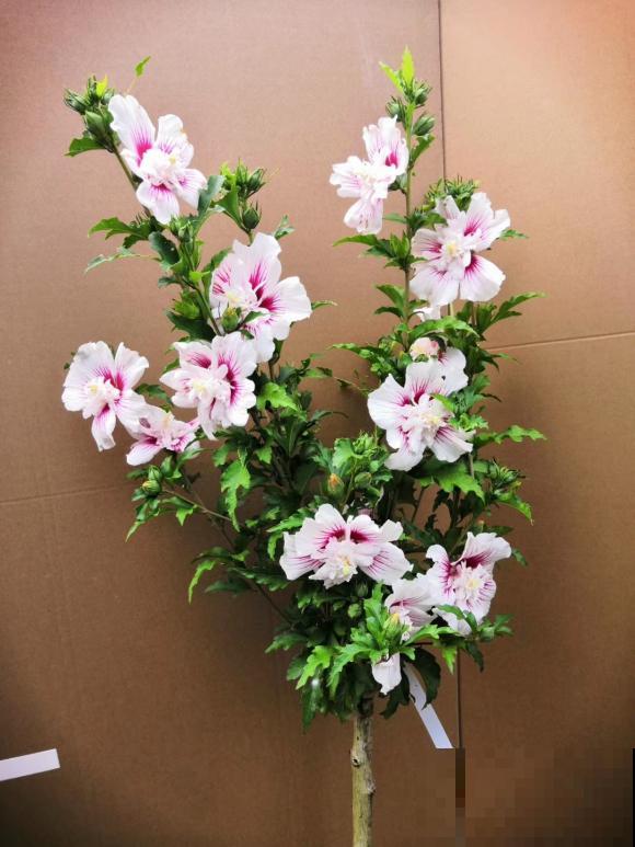 路边的木槿花开了,老人摘了一大筐,上锅蒸比肉还香! 路边的木槿花开了,老人摘了一大筐,上锅蒸比肉还香!