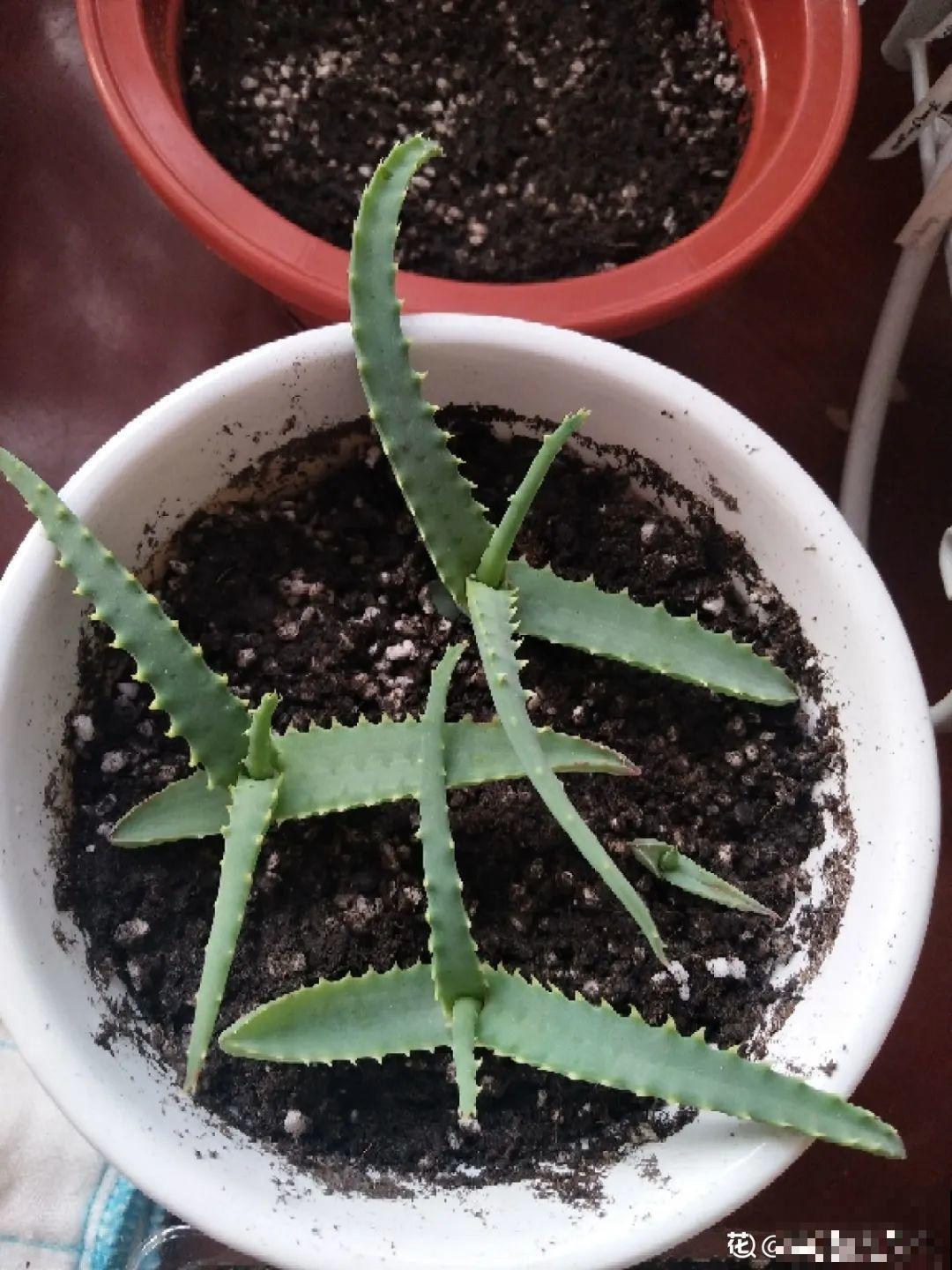 3种花不用扦插,掰下来就能活,1盆变10盆,懒人也能养! 3种花不用扦插,掰下来就能活,1盆变10盆,懒人也能养!