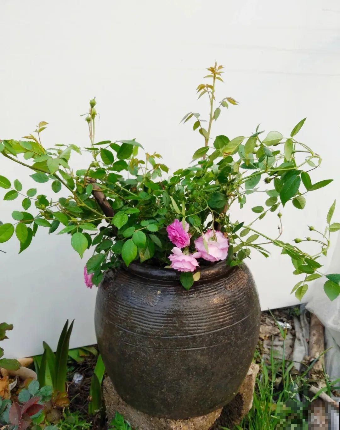 咸菜坛子先别丢,拿来养花,盆盆养成小树,太震撼 咸菜坛子先别丢,拿来养花,盆盆养成小树,太震撼