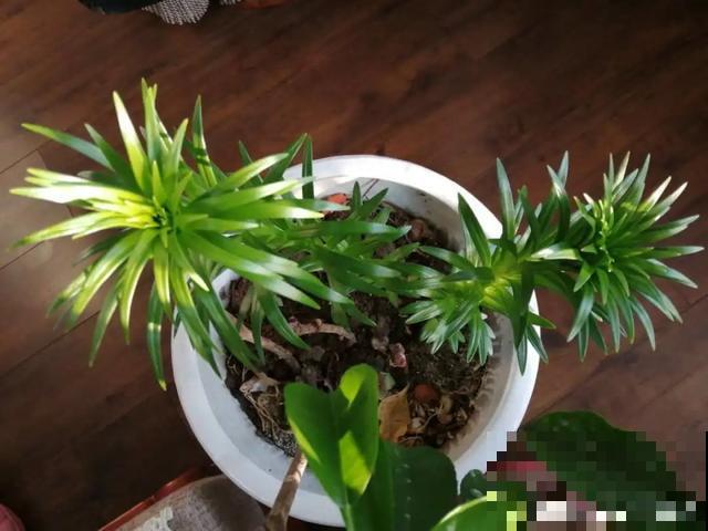 10种花，落片叶子就生根，盆里长满小崽！