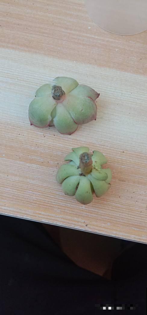 夏天多肉易黑腐，注意3个要点，安稳度夏