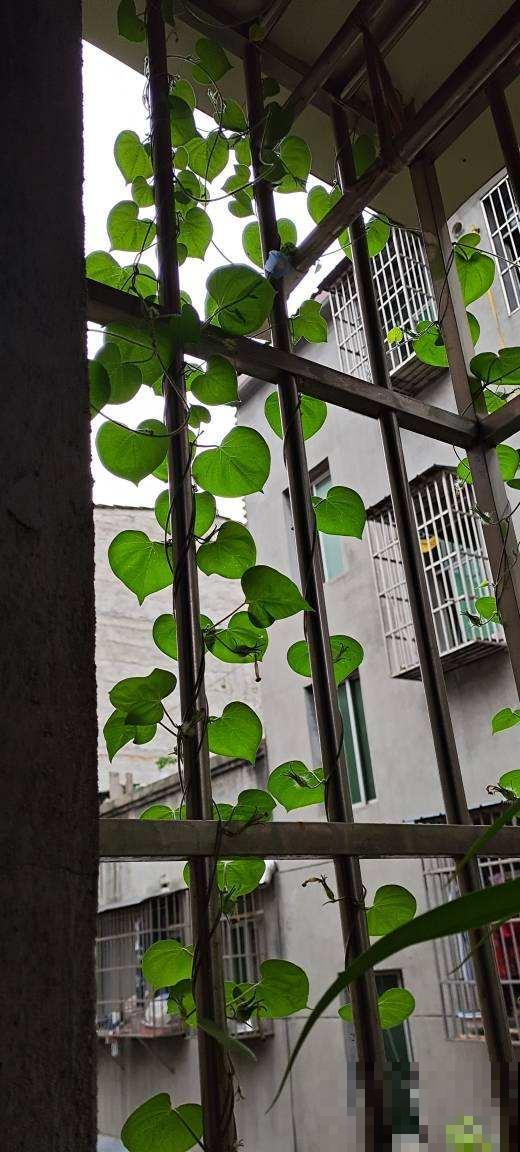 养花的10大好处,爱养花的你,一定要看 养花的10大好处,爱养花的你,一定要看