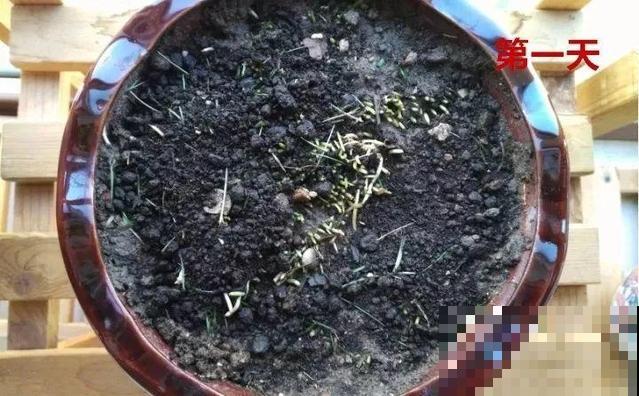 长势超快的9种花,5天爆盆,7天开花,超有成就感! 长势超快的9种花,5天爆盆,7天开花,超有成就感!