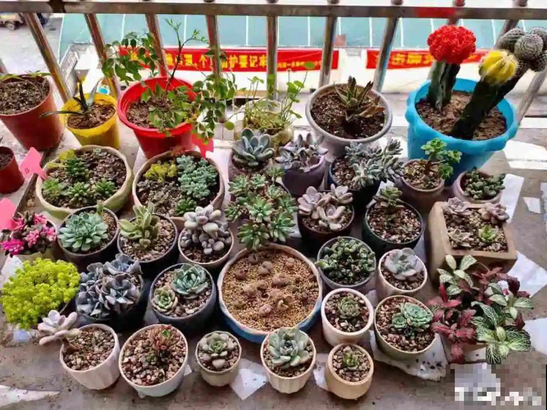 11种花夏天少浇水，否则3天就死了！