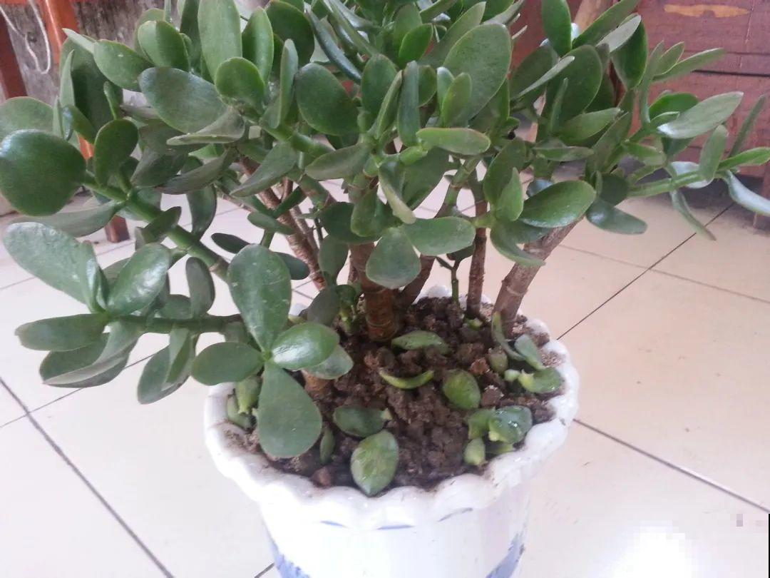 20种花,夏天要休眠,一浇水就死! 20种花,夏天要休眠,一浇水就死!