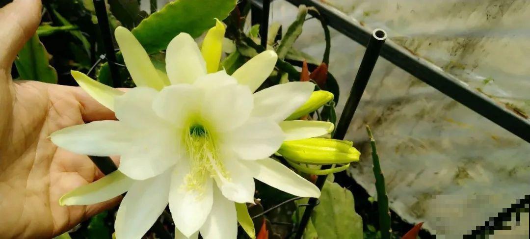1种花，名叫假昙花，开花上百朵，美翻了