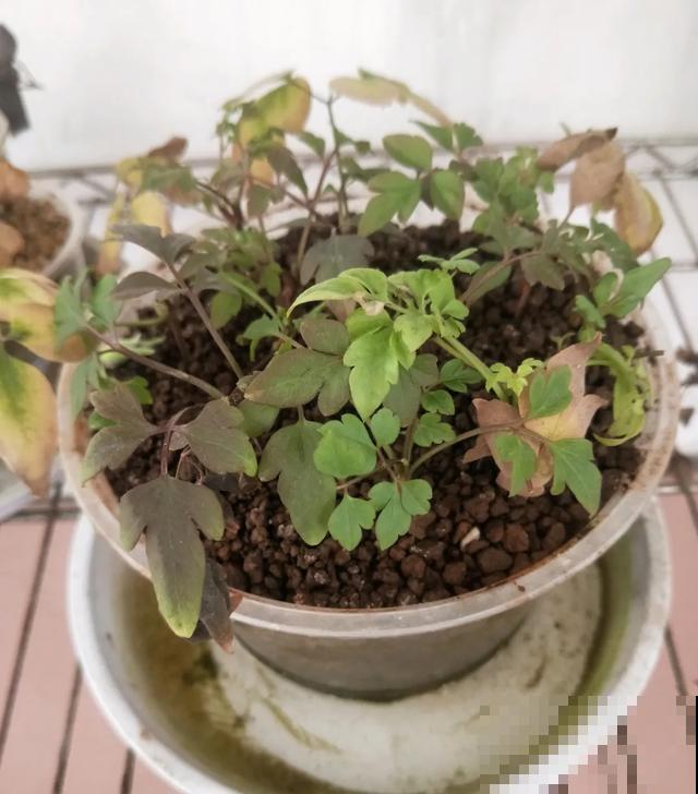 天热扦插3种花,成活率很高,2周就冒大白根! 天热扦插3种花,成活率很高,2周就冒大白根!