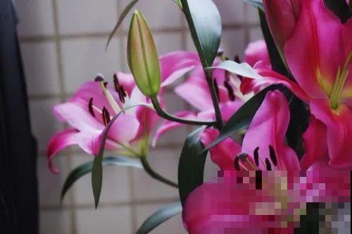 活的“香水花”，开一朵，家里香气飘飘！